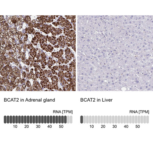 Immunohistochemistry analysis in human adrenal gland and liver tissues using Anti-BCAT2 antibody. Corresponding BCAT2 RNA-seq data are presented for the same tissues.
