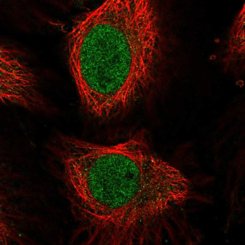 Immunofluorescent staining of human cell line HeLa shows localization to nucleoplasm.