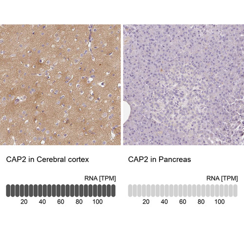 Immunohistochemistry analysis in human cerebral cortex and pancreas tissues using Anti-CAP2 antibody. Corresponding CAP2 RNA-seq data are presented for the same tissues.