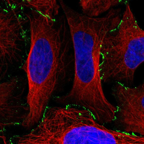 Immunofluorescent staining of human cell line U-2 OS shows localization to cell junctions.