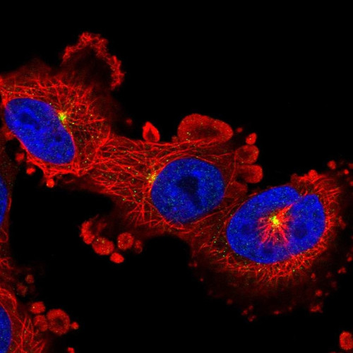 Immunofluorescent staining of human cell line U-251 MG shows localization to centrosome.