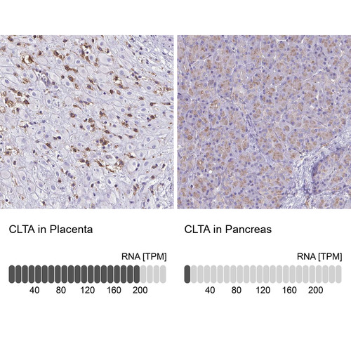 Immunohistochemistry analysis in human placenta and pancreas tissues using Anti-CLTA antibody. Corresponding CLTA RNA-seq data are presented for the same tissues.