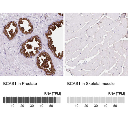 Immunohistochemistry analysis in human prostate and skeletal muscle tissues using HPA054745 antibody. Corresponding BCAS1 RNA-seq data are presented for the same tissues.