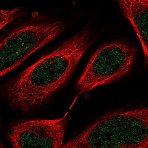 Immunofluorescent staining of human cell line U-2 OS shows localization to nucleoplasm.