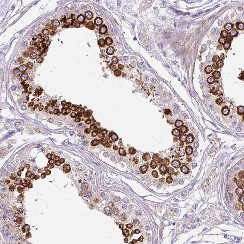 Immunohistochemical staining of human testis shows strong cytoplasmic positivity in cells in seminiferus ducts.