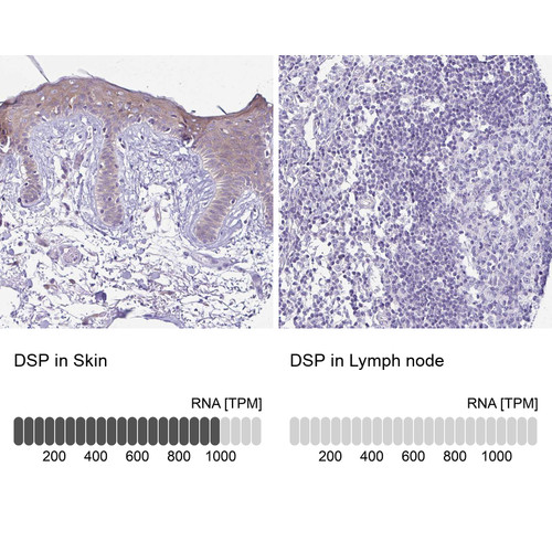 Immunohistochemistry analysis in human skin and lymph node tissues using HPA054950 antibody. Corresponding DSP RNA-seq data are presented for the same tissues.