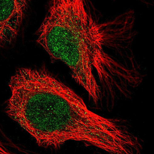Immunofluorescent staining of human cell line HeLa shows localization to nucleoplasm.