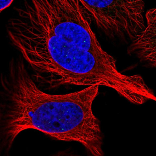 Immunofluorescent staining of human cell line U-2 OS shows localization to nuclear bodies.