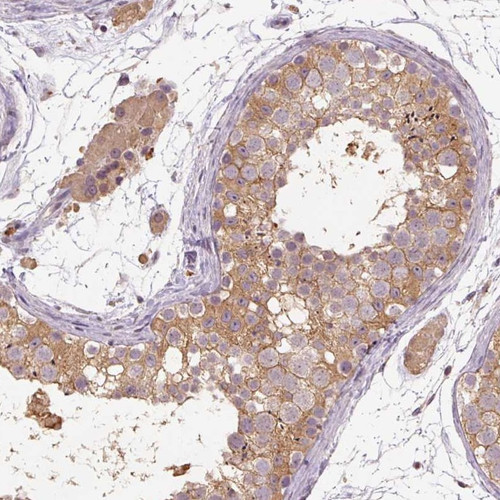 Immunohistochemical staining of human testis shows moderate cytoplasmic positivity in cells in seminiferous ducts and Leydig cells.