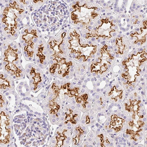 Immunohistochemical staining of human kidney shows strong membranous positivity in renal tubules.