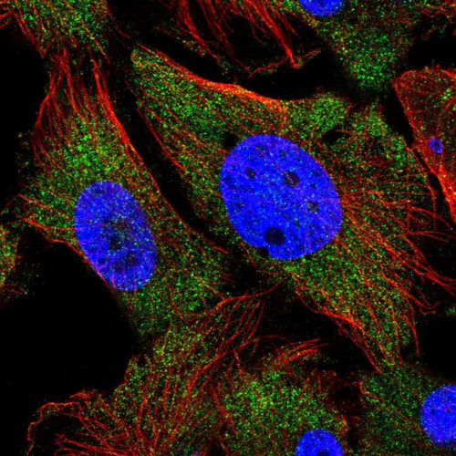 Immunofluorescent staining of human cell line U-251 MG shows localization to cytosol.