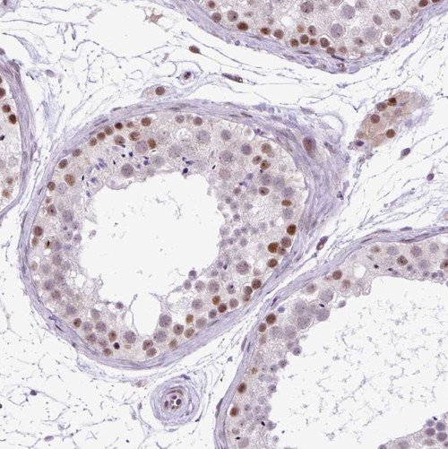 Immunohistochemical staining of human testis shows moderate nuclear positivity in cells in seminiferous ducts.