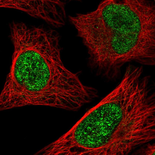 Immunofluorescent staining of human cell line U-2 OS shows localization to nucleoplasm.