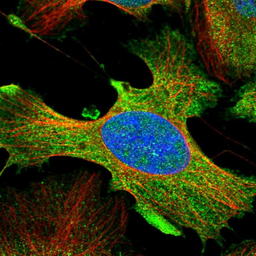 Immunofluorescent staining of human cell line U-2 OS shows localization to plasma membrane.