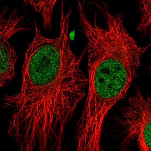 Immunofluorescent staining of human cell line HeLa shows localization to nucleoplasm.