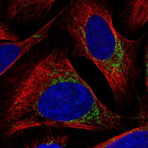 Immunofluorescent staining of human cell line U-2 OS shows localization to mitochondria.