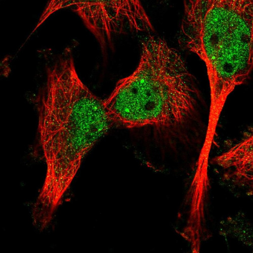 Immunofluorescent staining of human cell line U-251 MG shows localization to nucleoplasm & cytosol.