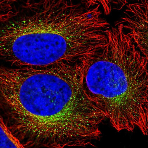 Immunofluorescent staining of human cell line HeLa shows localization to microtubules & vesicles.