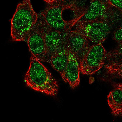 Immunofluorescent staining of human cell line Hep G2 shows localization to nucleoplasm & vesicles.