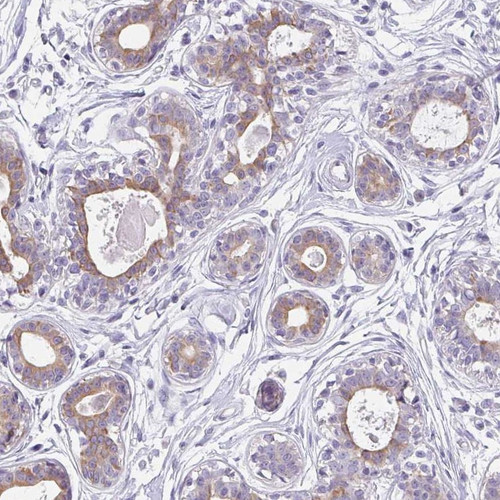 Immunohistochemical staining of human breast shows moderate cytoplasmic positivity in glandular cells.