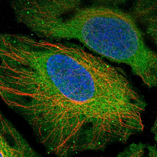 Immunofluorescent staining of human cell line HeLa shows localization to cytosol.