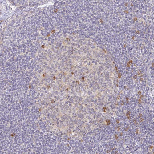 Immunohistochemical staining of human lymph node shows strong cytoplasmic positivity in subset of germinal and non-germinal center cells.