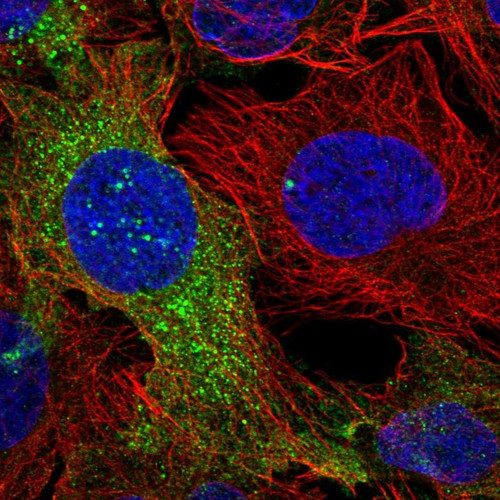 Immunofluorescent staining of human cell line U-2 OS shows localization to cytosol.