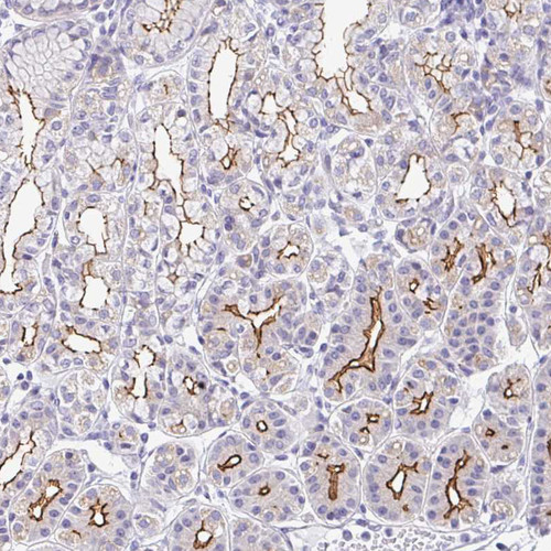 Immunohistochemical staining of human stomach shows strong membranous positivity in glandular cells.