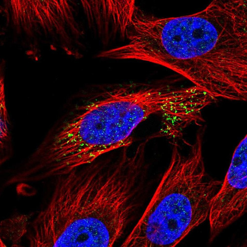 Immunofluorescent staining of human cell line U-251 MG shows localization to vesicles.