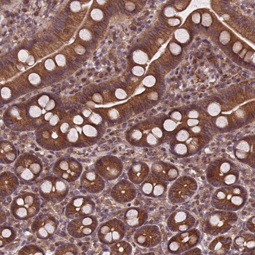 Immunohistochemical staining of human duodenum shows strong cytoplasmic positivity in glandular cells.