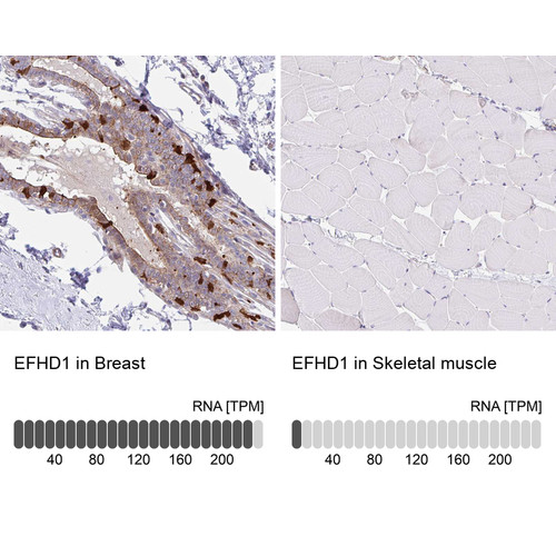 Immunohistochemistry analysis in human breast and skeletal muscle tissues using HPA056959 antibody. Corresponding EFHD1 RNA-seq data are presented for the same tissues.