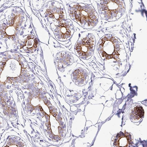 Immunohistochemical staining of human breast shows strong cytoplasmic positivity in glandular cells.