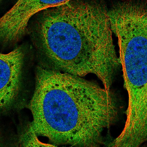 Immunofluorescent staining of human cell line U-2 OS shows localization to cytosol.