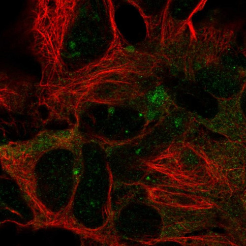 Immunofluorescent staining of human cell line HEK 293 shows localization to centrosome.