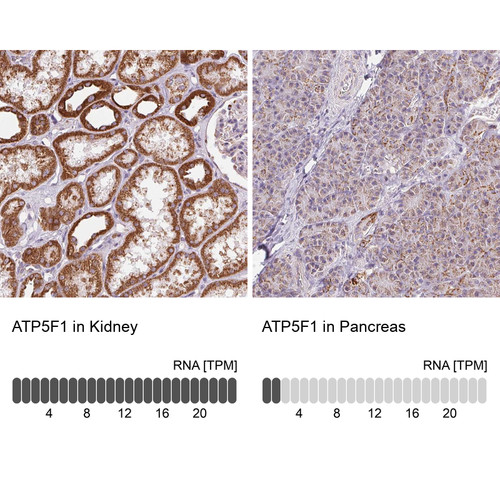 Immunohistochemistry analysis in human kidney and pancreas tissues using Anti-ATP5F1 antibody. Corresponding ATP5F1 RNA-seq data are presented for the same tissues.
