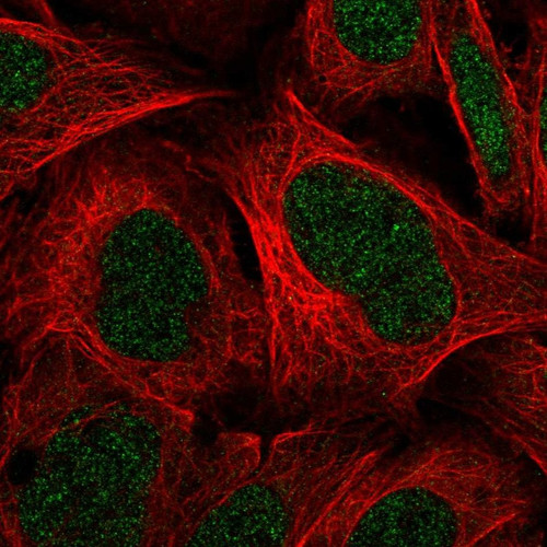 Immunofluorescent staining of human cell line U-2 OS shows localization to nucleoplasm.