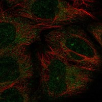 Immunofluorescent staining of human cell line U-2 OS shows localization to cytosol & centrosome.