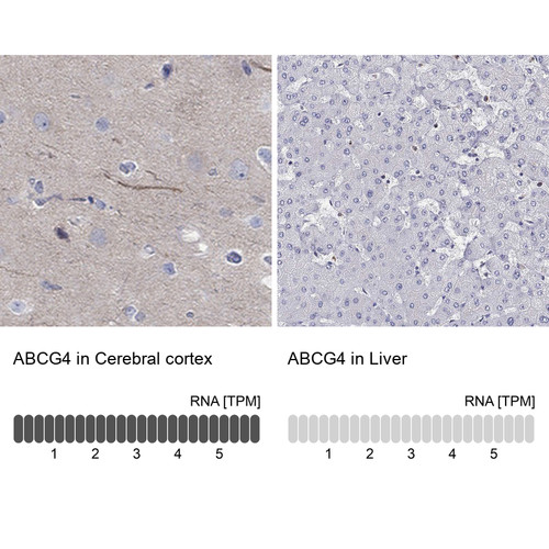 Immunohistochemistry analysis in human cerebral cortex and liver tissues using Anti-ABCG4 antibody. Corresponding ABCG4 RNA-seq data are presented for the same tissues.