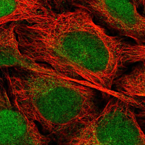 Immunofluorescent staining of human cell line U-2 OS shows localization to nucleus & cytosol.