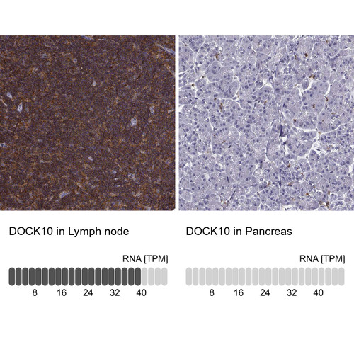 Immunohistochemistry analysis in human lymph node and pancreas tissues using HPA058106 antibody. Corresponding DOCK10 RNA-seq data are presented for the same tissues.