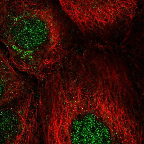 Immunofluorescent staining of human cell line A-431 shows localization to nucleoplasm & the Golgi apparatus.