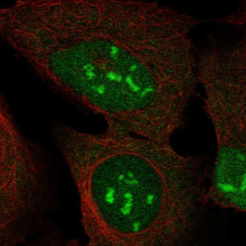 Immunofluorescent staining of human cell line U-2 OS shows localization to nucleus, nucleoli & cytosol.