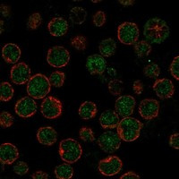 Immunofluorescent staining of human cell line REH shows localization to nucleoplasm & cytosol.