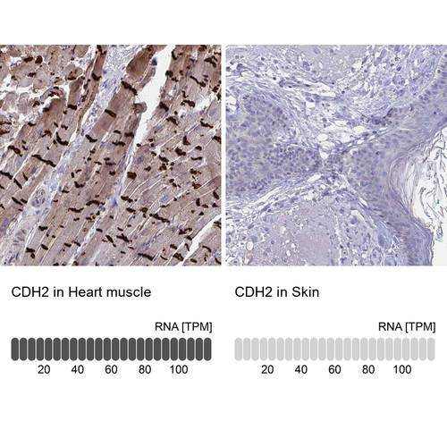 Immunohistochemistry analysis in human heart muscle and skin tissues using HPA058574 antibody. Corresponding CDH2 RNA-seq data are presented for the same tissues.