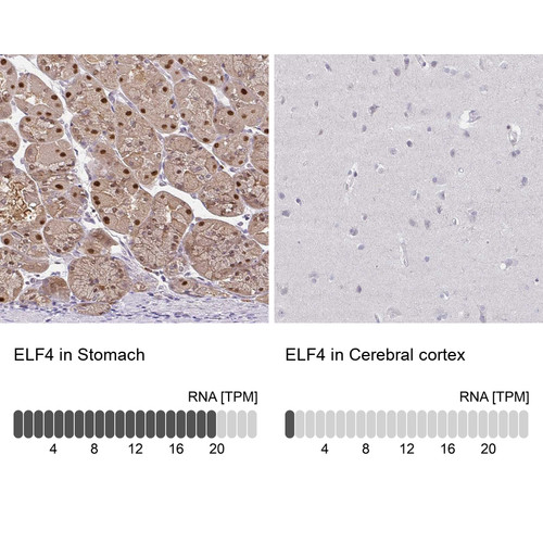 Immunohistochemistry analysis in human stomach and cerebral cortex tissues using Anti-ELF4 antibody. Corresponding ELF4 RNA-seq data are presented for the same tissues.