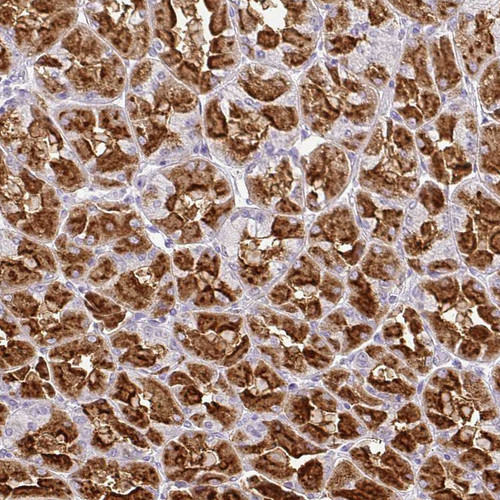 Immunohistochemical staining of human stomach shows strong cytoplasmic positivity in glandular cells.