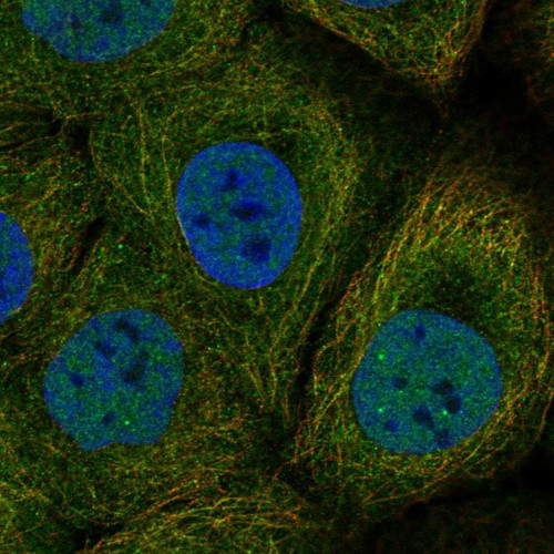 Immunofluorescent staining of human cell line HaCaT shows localization to nucleoplasm, nuclear bodies & microtubules.