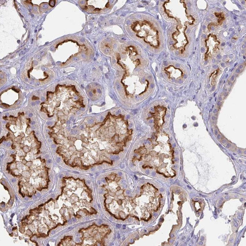 Immunohistochemical staining of human kidney shows strong luminal membranous positivity in cells in tubules.