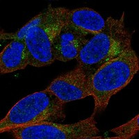 Immunofluorescent staining of human cell line SH-SY5Y shows localization to the Golgi apparatus.