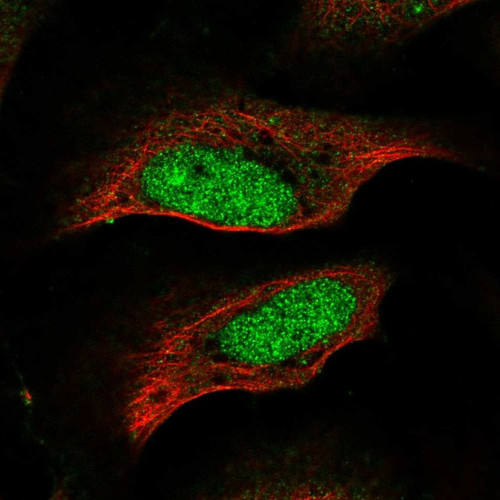 Immunofluorescent staining of human cell line U-2 OS shows localization to nucleus & nucleoli.